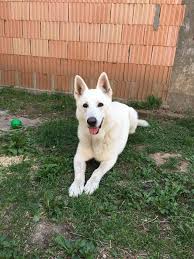 White German Shepherd German Shepherd Puppies German Shepherd Training White German Shepherd