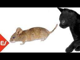 Kedi Vs Fare Oyunu