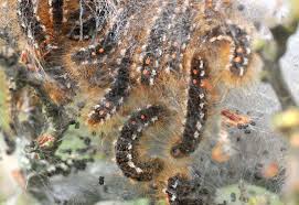A few caterpillars, though, are worth celebrating. Toxic Brown Tail Moth Caterpillar Infestations Reported Across Kent Including Herne Bay Qeqm Hospital In Thanet And Near The Channel Tunnel