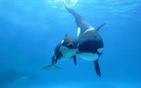 We did not find results for: Hd Wallpaper Ocean Sea Animals Fish Whales Orca Underwater 1920x1200 Nature Oceans Hd Art Wallpaper Flare