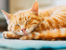 Nous vous donnons des idées de prénoms pour chat. Nom De Chat Roux