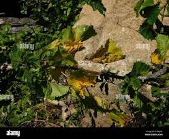 Image result for Obetia