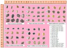 Image result for Vigna racemosa