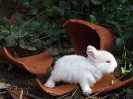 It wanted to play and was always looking for contact. Everything You Ought To Know Before Keeping Dwarf Bunnies As Pets Pet Ponder