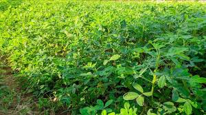 Image result for Arachis hypogaea