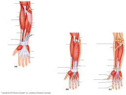 It has 2 heads of proximal attachment , between which the ulnar nerve passes distally in. Muscles Of The Forearm And Wrist Diagram Quizlet