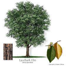 Texas Tree Selector Tree Description Chinese Elm Chinese Elm Tree Garden Trees