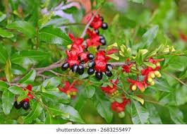 Image result for Ochna serrulata