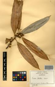 Image result for Ficus barteri