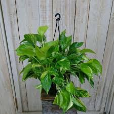 メルカリ ポトス3色mix5号鉢 吊り鉢 受け皿付き 植物 観葉植物 9 999 999 中古や未使用のフリマ