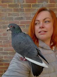 🐦 Pidge Wrapped 2025 🐦 Some of my favourite pidge pics from the last  twelve months. Here's to another year of being Mother of Pigeons. B xo  #pidge #pigeon #pigeonsofinstagram #pigeons #pigeonlover