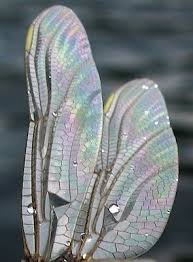 Saratoga Woods And Waterways July 2009 Dragonfly Wings Dragonfly Insects