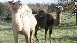 So the latest super food fad is now camel's milk… really…! How A Saudi Entrepreneur And Amish Farmers Are Bringing Camel Milk To America Cnn