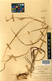 Image result for Andropogon canaliculatus