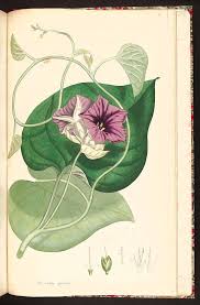 Image result for Argyreia nervosa