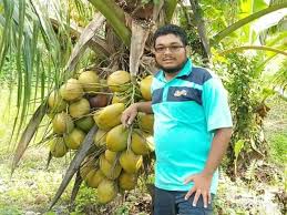 Nah berapa harga kelapa terbaru saat ini? Benih Kelapa Matag Dan Kelapa Pandan Kelapa Matag Murah