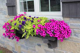 Unlike the other flower/vines which are mentioned above, this. Pretty Planters 20 Of Them Window Box Flowers Window Planter Boxes Flower Pots