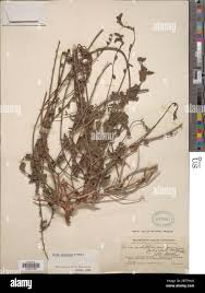 Image result for Priva curtisiae