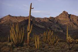 In very hot and dry deserts, plants such as cacti and other succulents have shallow root systems to absorb large some insects and amphibians adapt to their conditions by burrowing underground and remaining dormant until water is more plentiful. Desert Biome National Geographic Society