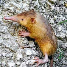 Maybe you would like to learn more about one of these? Tiere Die Geister Des Urwaldes Der Spiegel