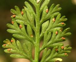 Image result for Asplenium theciferum