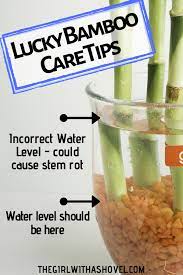 Lucky Bamboo Plant Care How To Keep Your Lucky Bamboo Alive Lucky Bamboo Plants Bamboo Plants Bamboo Plant Care