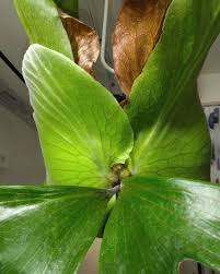 Image result for Platycerium stemaria