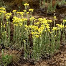 Image result for Helichrysum aureo-nitens