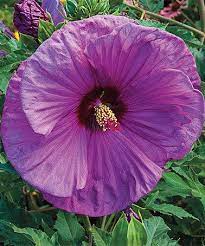 Loving This Berrylicicous Hardy Hibiscus Bareroot On Zulily Zulilyfinds Hardy Hibiscus Hibiscus Pink Perennials