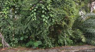 Image result for Embelia