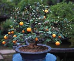 Dove mettere il bonsai kumquat. 2021 Orange Seeds Miniature Kumquat Fruit Bonsai Tree Garden Decoration Plant B33 From A308040964 0 48 Dhgate Com