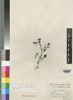 Image result for Cissus cornifolia