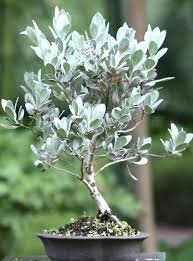Image result for Conocarpus erectus