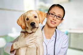 sterilizaciya sobak laparoskopicheskim metodom ceny v moskve otzyvy