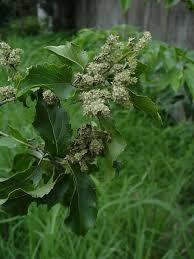 Image result for Homalium dentatum