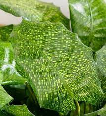 Rare Calathea Musaica Jungle Prayer Crocodile Pattern Starter House Plant Gift Rare Calathea Musaica Jungle Prayer Indoor Plants Easy Foliage Plants Plants