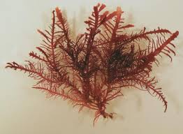 Rumput laut jenis ini merupakan salah satu spesies dari rhodophyta (rumput laut merah). 10 Jenis Jenis Rumput Laut Di Indonesia Beserta Gambarnya Dosenbiologi Com