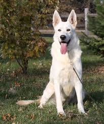 Romeo is six months old. Blue Eyes Newborn White German Shepherd Puppies Pets Lovers