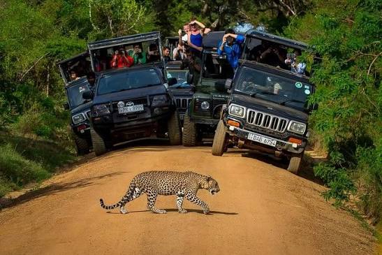 Leopard Safari