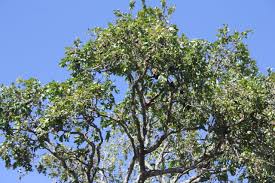 Image result for Anisophyllea boehmii