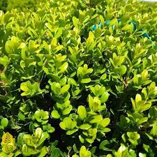 Image result for Buxus acutata