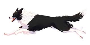 Polly Bc By Mr Skid D9md4nd Jpg 8 000 4 000 Pixels Border Collie Art Canine Art Dog Drawing