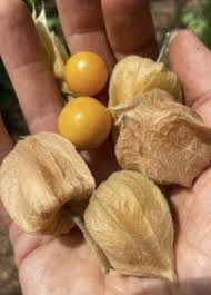Image result for Physalis peruviana