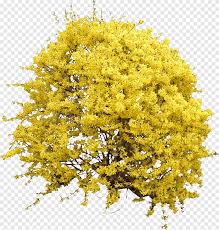Forsythia description forsythias are fast growing shrubs with brilliant yellow blooms that coat every branch in early spring. Yellow Petaled Flowers Illustration Shrub Forsythia Flower Tree Blooming Forsythia Bush Image File Formats Flower Garden Png Pngegg