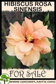 ☆ choose quality hibiscus flowers manufacturers, suppliers & exporters top searching keywords. Hibiscus Rosa Sinensis For Sale Grow Plants