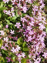 Free Plant Identification Ground Cover Plants Plants Ground Cover