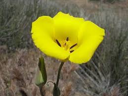 Image result for Gonatopus clavatus