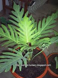 Adenium Bonsai Gardening Tips And Flower Guide Philodendron Adenium Anthurium Cool Plants