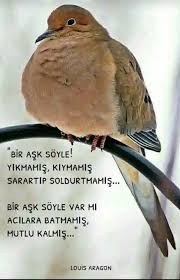 Aylin Ayyildiz Adli Kullanicinin Hayran Oldugum Sozler Panosundaki Pin