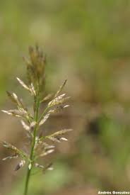 Image result for Eragrostis rogersii